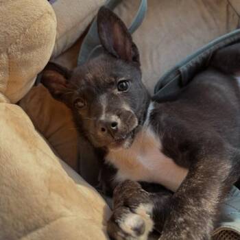 Mila -  German Shepherd Dog and Terrier Dog for Adoption in San Antonio, Texas - Mila | PetCurious