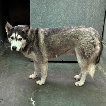 Chico -  Husky Dog for Adoption in Pasadena, California - Chico | PetCurious