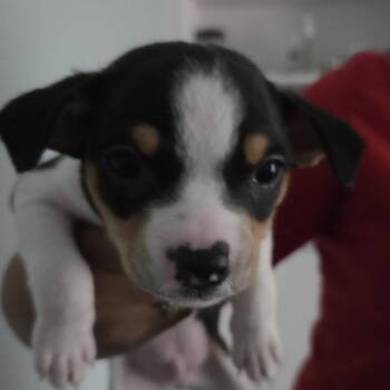 Yale -  Mixed Breed Dog for Adoption in Leander, Texas - Yale | PetCurious