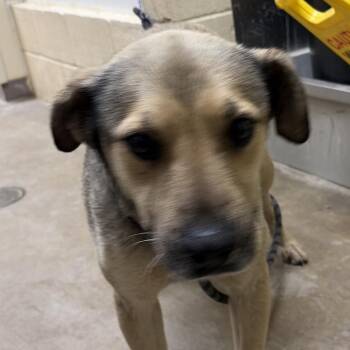 Shepherd Dogs Available for Adoption in Palestine, Texas - Blackjack | PetCurious