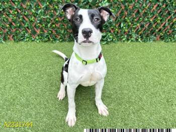 Mixed Breed Dogs Available for Adoption in West Palm Beach, Florida - ELMER | PetCurious