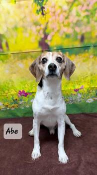 Beagle Dogs Available for Adoption in Urbana, Ohio - Abe | PetCurious