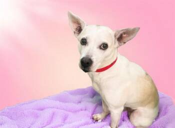GHOST -  Australian Kelpie and Mixed Breed Dog for Adoption in Fort Lauderdale, Florida - GHOST | PetCurious