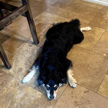 Tucker -  Australian Cattle Dog Blue Heeler and Mixed Breed Dog for Adoption in Santa Fe, Texas - Tucker | PetCurious