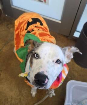 Catahoula Leopard Dog Dogs Available for Adoption - Fable | PetCurious