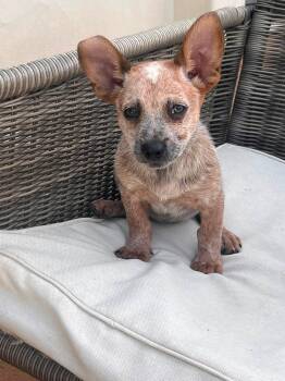 Blossom -  Australian Cattle Dog Blue Heeler Dog for Adoption in Paso Robles, California - Blossom | PetCurious