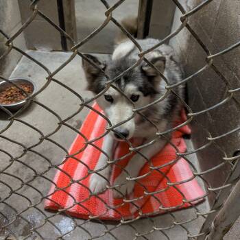 Casey -  Husky and Siberian Husky Dog for Adoption in Hermiston, Oregon - Casey | PetCurious