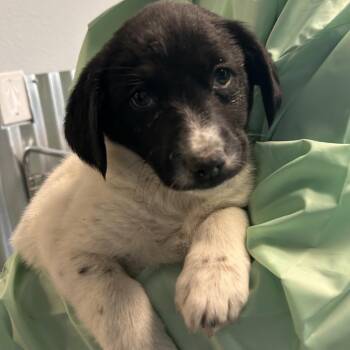 Tate -  Border Collie and Mixed Breed Dog for Adoption in Flagstaff, Arizona - Tate | PetCurious