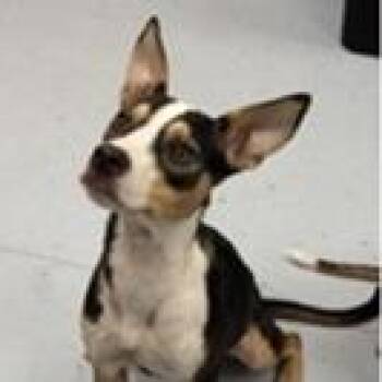 Laura -  Terrier Dog for Adoption in Clearwater, Florida - Laura | PetCurious