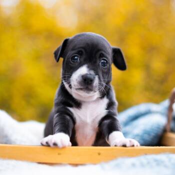 Rescue Terrier Dogs for Adoption in Durham, North Carolina - Tuna | PetCurious