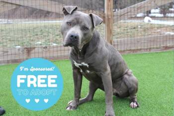 Pit Bull Terrier Dogs Available for Adoption - Luke Skybarker | PetCurious