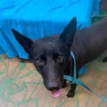 Leah -  German Shepherd Dog and Husky Dog for Adoption in Hattiesburg, Mississippi - Leah | PetCurious