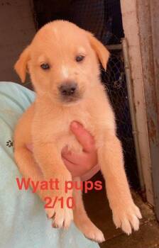 Labrador Retriever Dogs Available for Adoption in Brooksville, Florida - Wyatt Litter | PetCurious