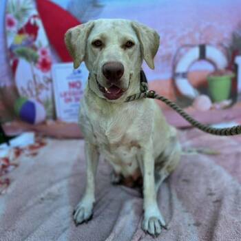 CATHERINE -  Labrador Retriever and Mixed Breed Dog for Adoption in Long Beach, California - CATHERINE | PetCurious