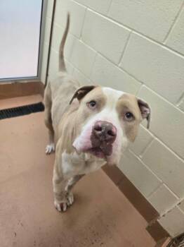 Marshmallow -  Pit Bull Terrier Dog for Adoption in Kennewick, Washington - Marshmallow | PetCurious