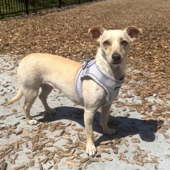 Olive -  Terrier Dog for Adoption in San Diego, California - Olive | PetCurious