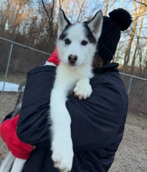 Siberian Husky Dogs Available for Adoption - Gemma | PetCurious