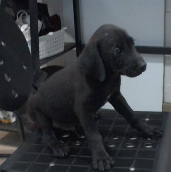 SIMON -  Labrador Retriever and Mixed Breed Dog for Adoption - SIMON | PetCurious