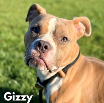 Gizzy -  Pit Bull Terrier Dog for Adoption in Merrillville, Indiana - Gizzy | PetCurious