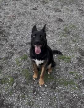 Rex -  German Shepherd Dog Dog for Adoption in Thompson, Manitoba - Rex | PetCurious