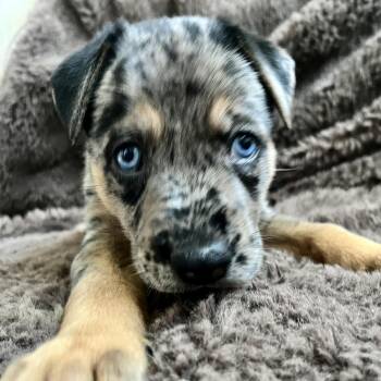 Archie -  Catahoula Leopard Dog and Labrador Retriever Dog for Adoption in Liverpool, Texas - Archie | PetCurious