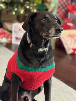 Rescue Black Labrador Retriever Dogs for Adoption in Dallas, Texas - Strider (New Digs) | PetCurious