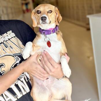 Twirly -  Beagle Dog for Adoption in Chicago, Illinois - Twirly | PetCurious