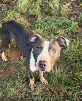 Cb-08c Quantum -  Pit Bull Terrier Dog for Adoption in Lawrenceville, Georgia - Cb-08c Quantum | PetCurious