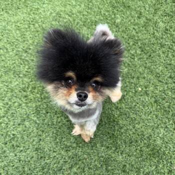 Pomeranian Dogs Available for Adoption in Jupiter, Florida - Jiff | PetCurious