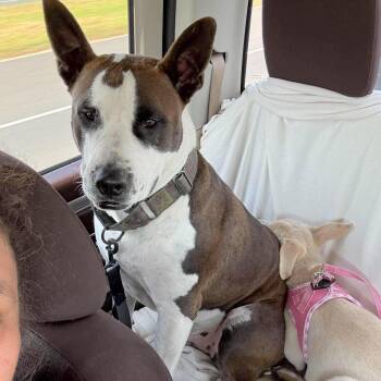 Irish Bailey -  Terrier and Bull Terrier Dog for Adoption in Corpus Christi, Texas - Irish Bailey | PetCurious