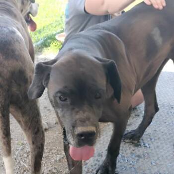 Imara -  Great Dane and Mastiff Dog for Adoption in Brooksville, Kentucky - Imara | PetCurious
