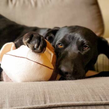 Rescue Labrador Retriever Dogs for Adoption in Denison, Texas - Maggie | PetCurious