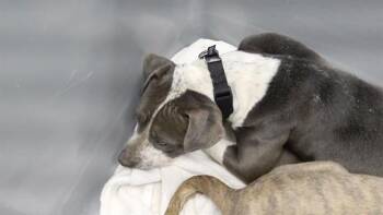 Boxer and Mixed Breed Dogs Available for Adoption - HIP | PetCurious