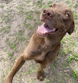 Chocolate Labrador Retriever Dogs Available for Adoption in Harlingen, Texas - Griz | PetCurious