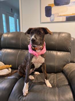 Moxie-VIDEO-(sweet girl) -  German Shepherd Dog Dog for Adoption in Mobile, Alabama - Moxie-VIDEO-(sweet Girl) | PetCurious