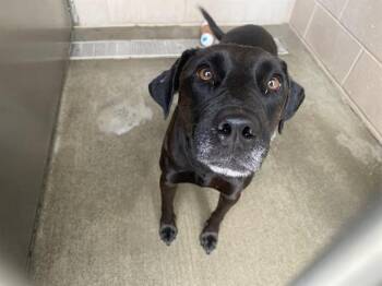 Labrador Retriever and Mixed Breed Dogs Available for Adoption - LILA | PetCurious