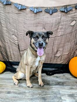 Rescue Husky Dogs for Adoption in Charlotte, North Carolina - Luna | PetCurious