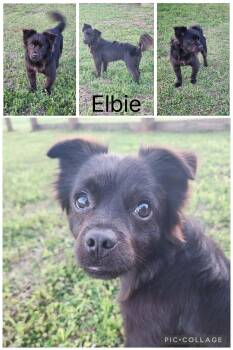 Pekingese and Dachshund Dogs Available for Adoption in Enterprise, Alabama - Elbie | PetCurious