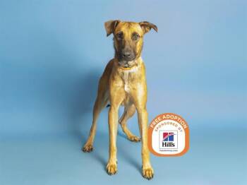 ROY -  Belgian Shepherd Malinois and Mixed Breed Dog for Adoption in Phoenix, Arizona - ROY | PetCurious