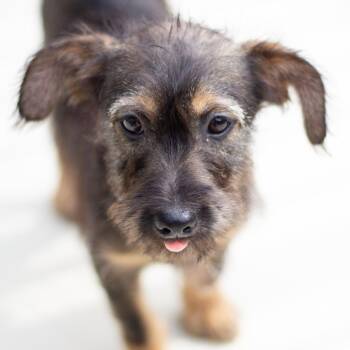 Matthew 22423 -  Terrier and Mixed Breed Dog for Adoption in Cumming, Georgia - Matthew 22423 | PetCurious