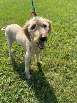 Maisie -  Poodle Dog for Adoption - Maisie | PetCurious