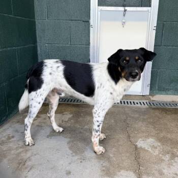 Ruh Roh -  Rat Terrier and Mixed Breed Dog for Adoption in Carencro, Louisiana - Ruh Roh | PetCurious