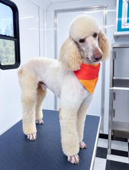 Oozie -  Standard Poodle Dog for Adoption in Fairfield, Connecticut - Oozie | PetCurious