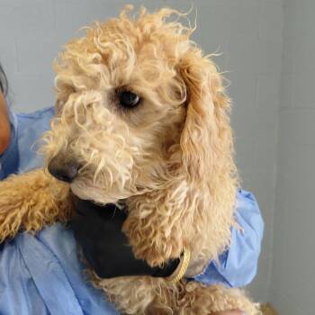 Poodle Dogs Available for Adoption in Loxahatchee Groves, Florida - Keebo 5648 | PetCurious