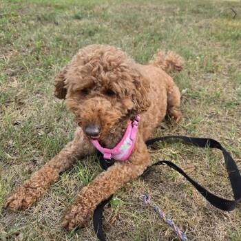 Naomi -  Poodle Dog for Adoption in Arlington, Virginia - Naomi | PetCurious