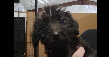 Zinnia -  Terrier Dog for Adoption in Papillion, Nebraska - Zinnia | PetCurious
