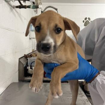 Bret -  Shepherd and Mixed Breed Dog for Adoption in Edinburg, Texas - Bret | PetCurious
