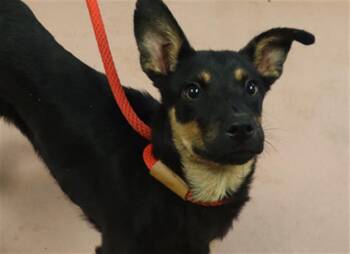 Rescue Mixed Breed Dogs for Adoption in Columbia, South Carolina - GILMORE | PetCurious