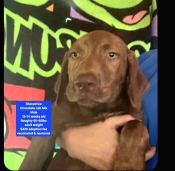 Shaved Ice -  Chocolate Labrador Retriever Dog for Adoption in Oviedo, Florida - Shaved Ice | PetCurious