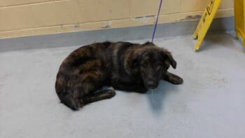 FROG -  German Shepherd Dog and Mixed Breed Dog for Adoption in Tulsa, Oklahoma - FROG | PetCurious